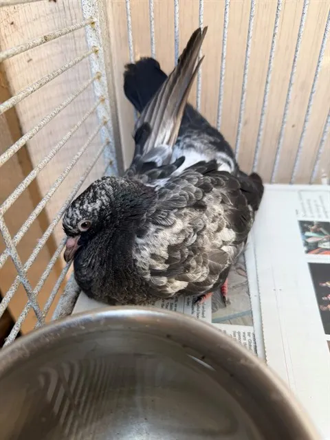 Adoptable Bird