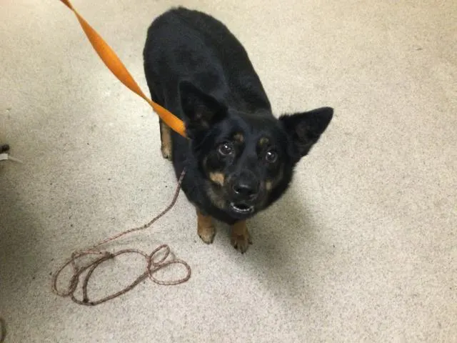 Peaches