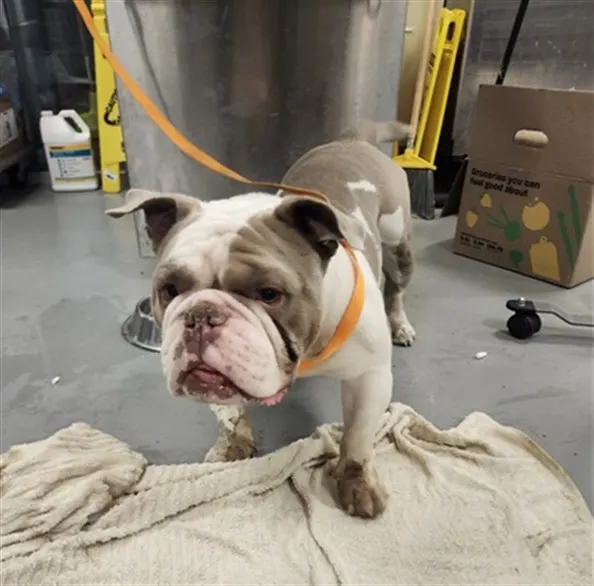 Porkchop
