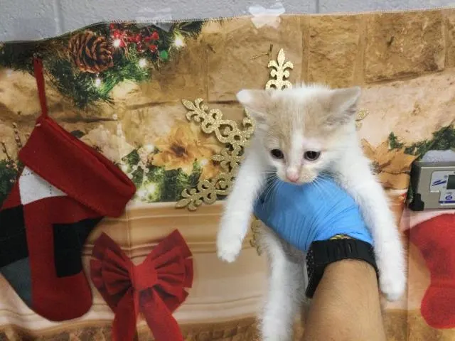 Adoptable Cat