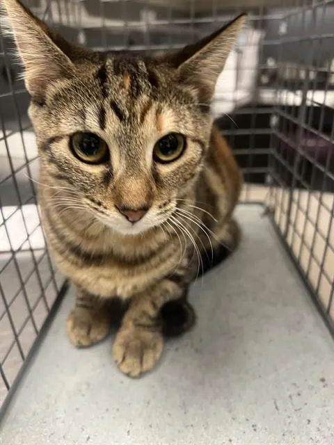 Coco