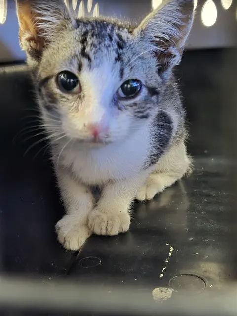 Adoptable Cat