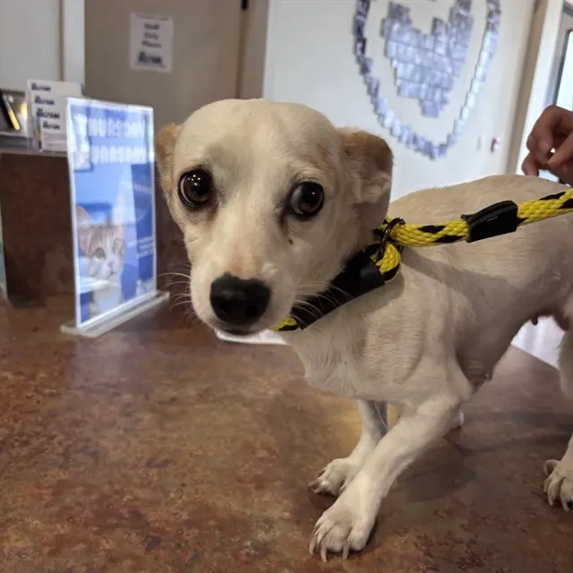 Adoptable Dog