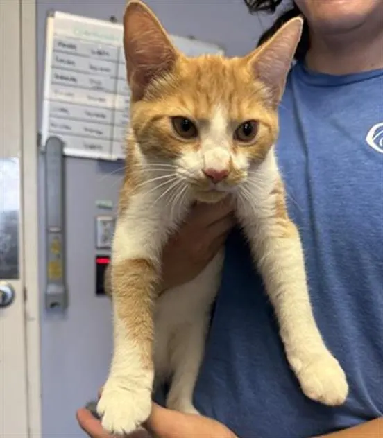 Adoptable Cat