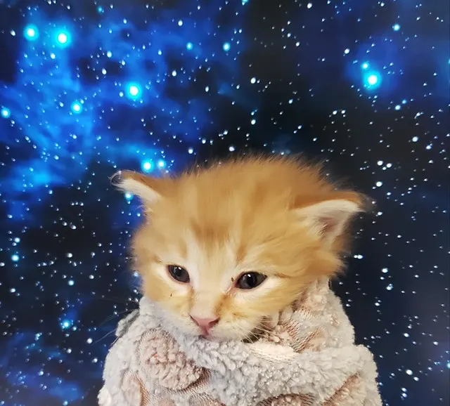Ninja