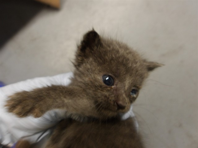 Adoptable Cat