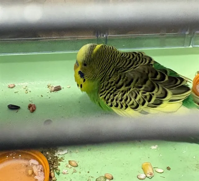 Adoptable Bird