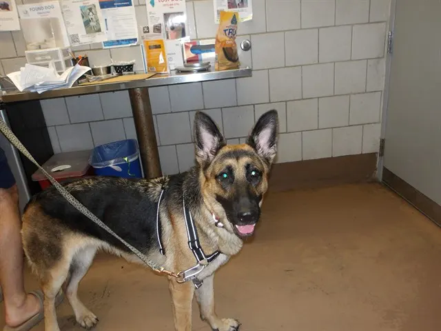 Adoptable Dog