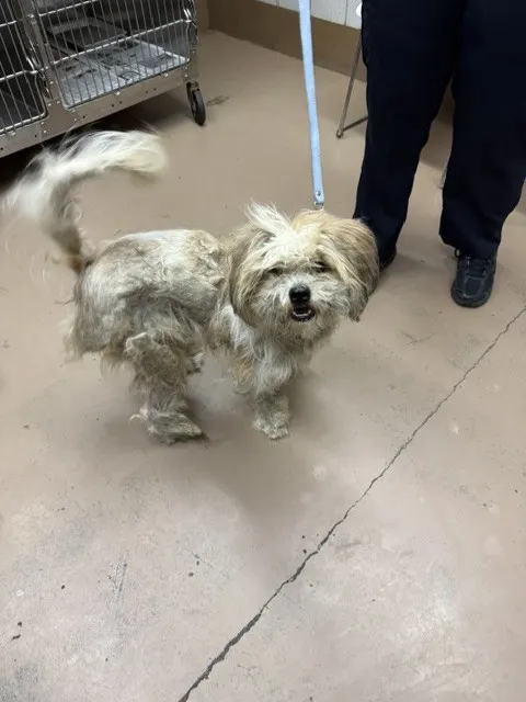 Adoptable Dog