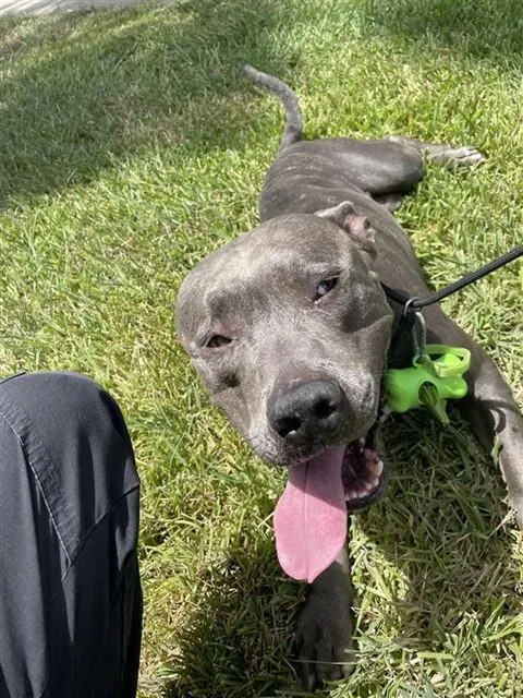 Adoptable Dog