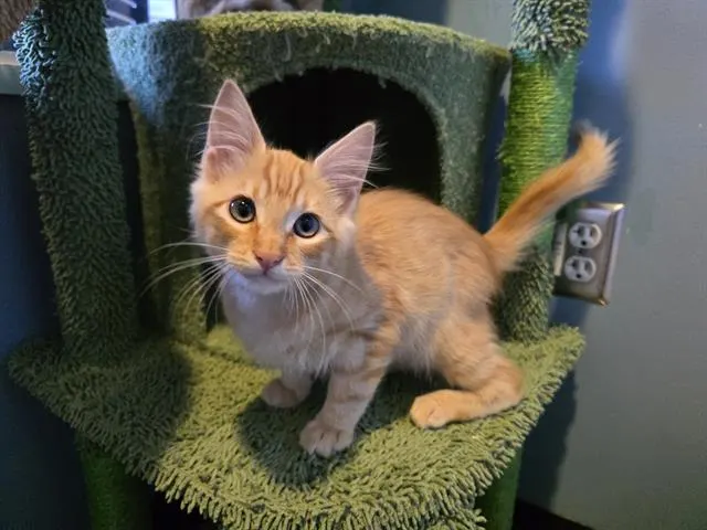 Toby