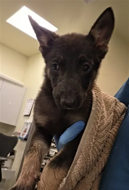 Adoptable Dog