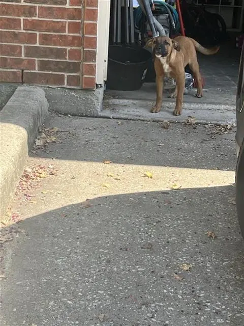 Adoptable Dog
