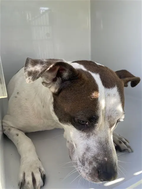 Adoptable Dog