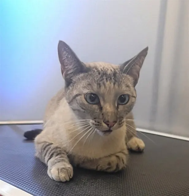 Delilah