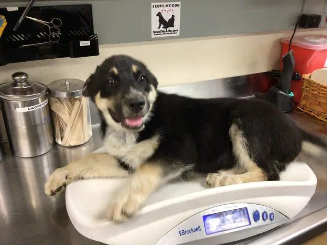 Adoptable Dog