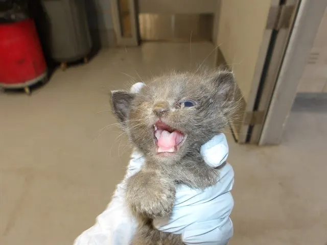 Adoptable Cat