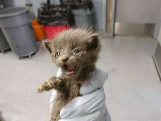 Adoptable Cat