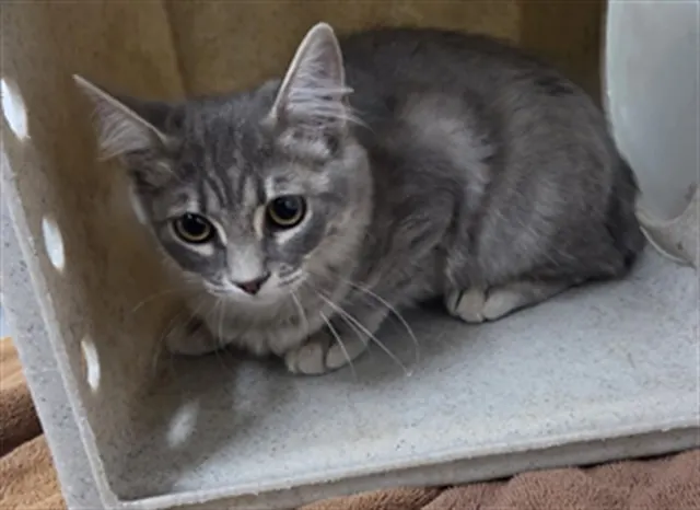 Adoptable Cat