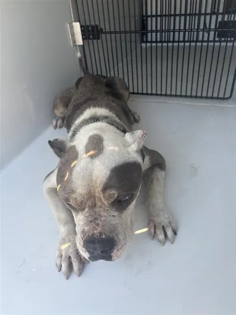 Adoptable Dog