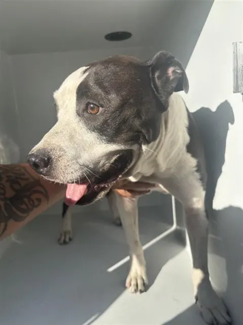 Adoptable Dog