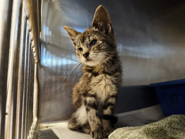 Adoptable Cat