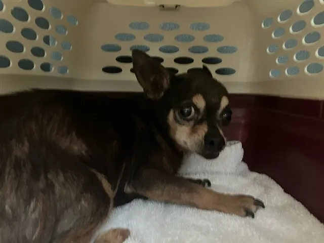 Adoptable Dog