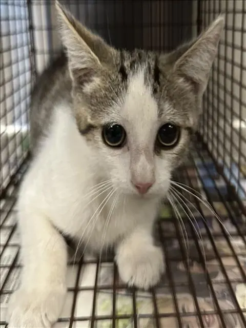 Adoptable Cat