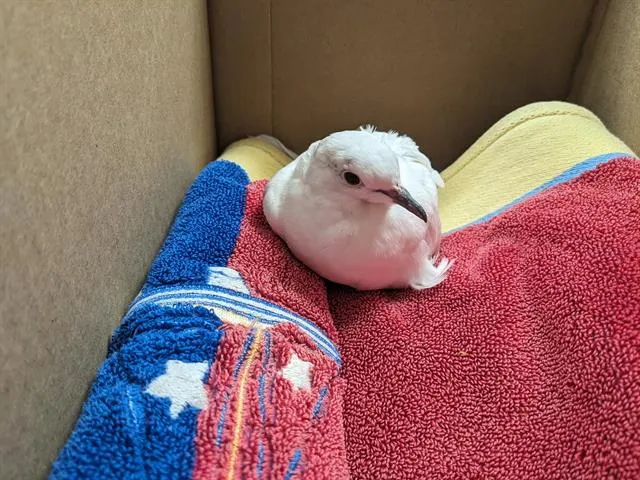 Adoptable Bird