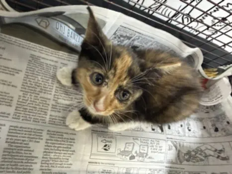 Adoptable Cat