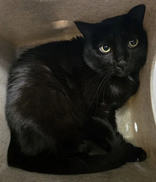 Salem