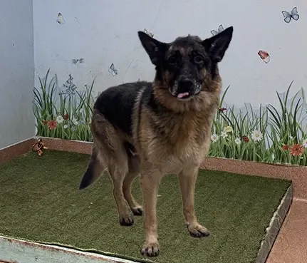 Adoptable Dog