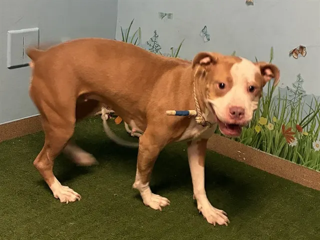 Adoptable Dog