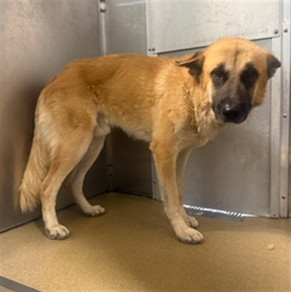 Adoptable Dog
