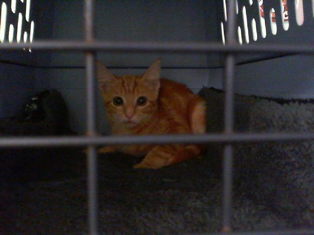 Adoptable Cat