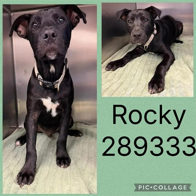 Rocky