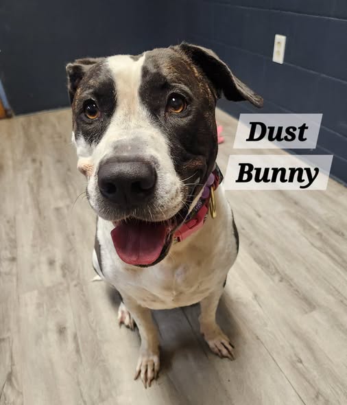 Dust Bunny