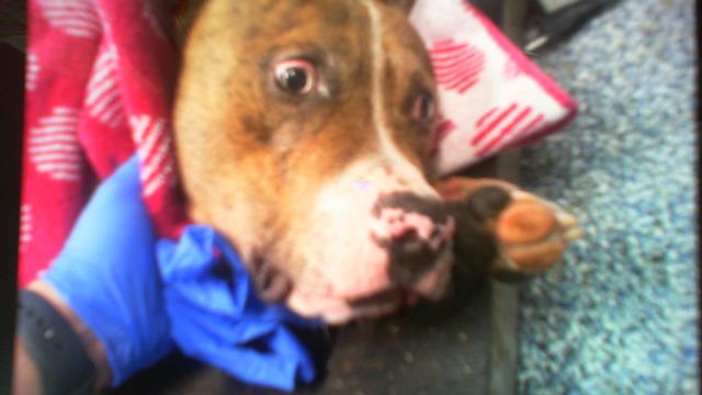 Adoptable Dog
