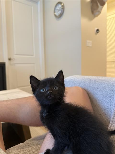 Mambo
