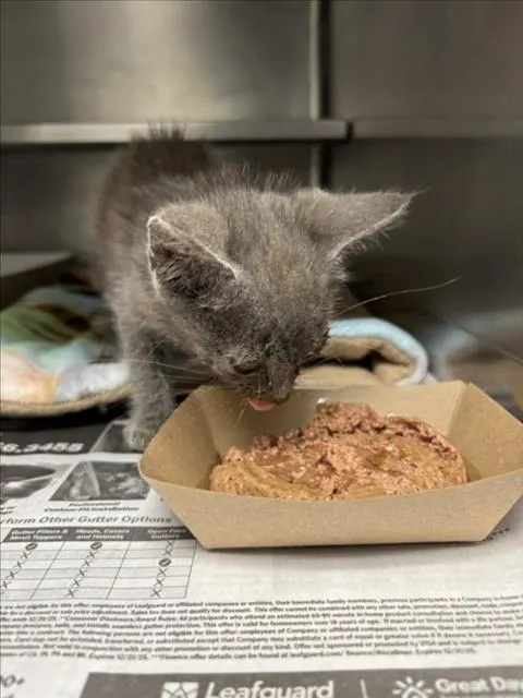 Adoptable Cat