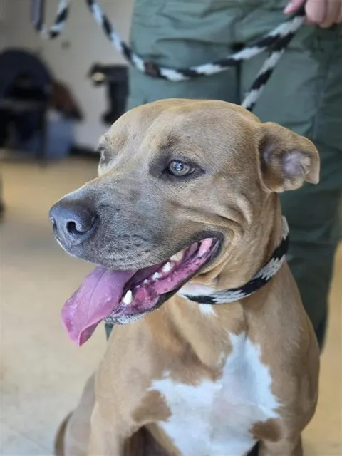 Adoptable Dog