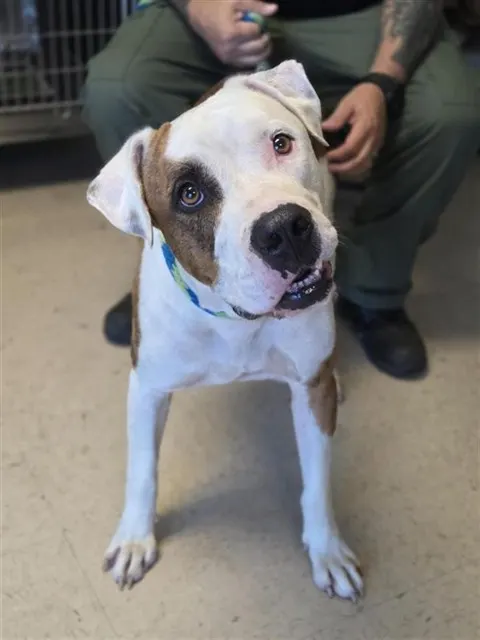 Adoptable Dog