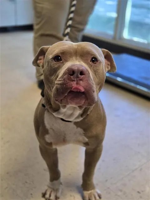 Adoptable Dog