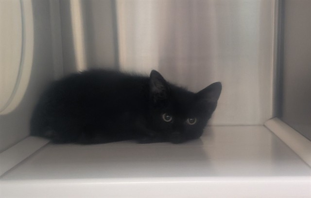 Coal