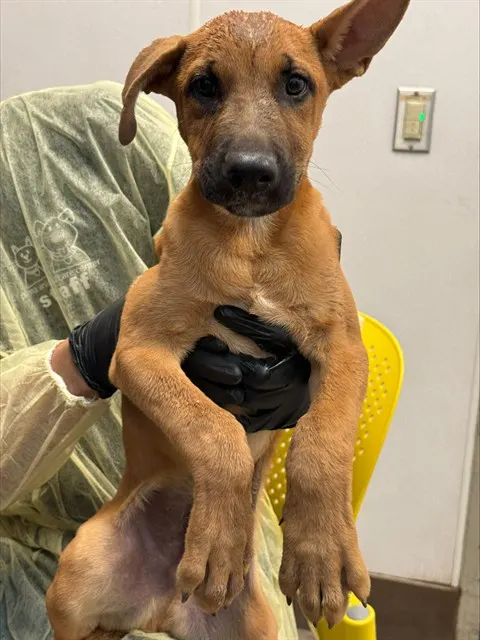 Gummy Bear*