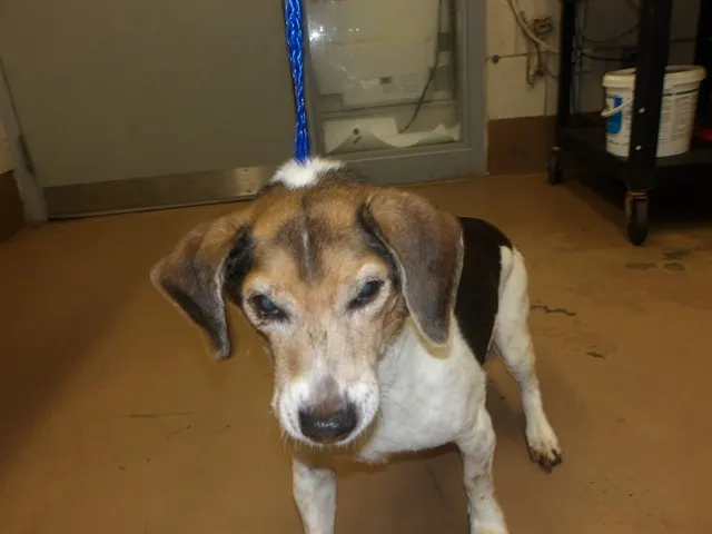 Adoptable Dog