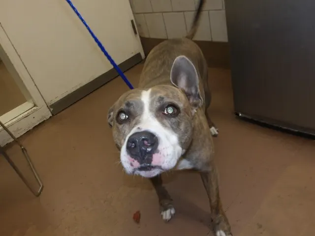 Adoptable Dog