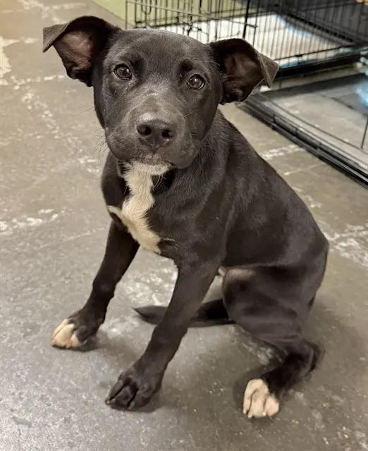 Adoptable Dog