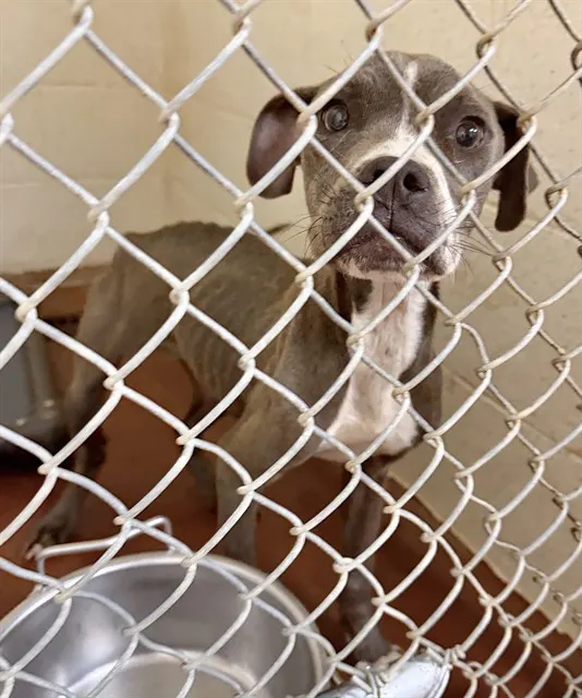 Adoptable Dog