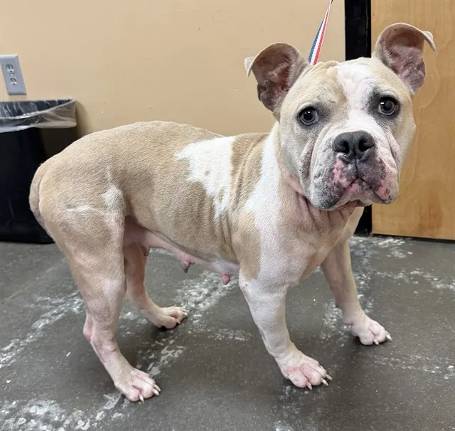 Adoptable Dog